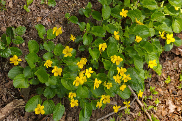istock yellow violets in the forest in Conguillio National Park 1209869906
