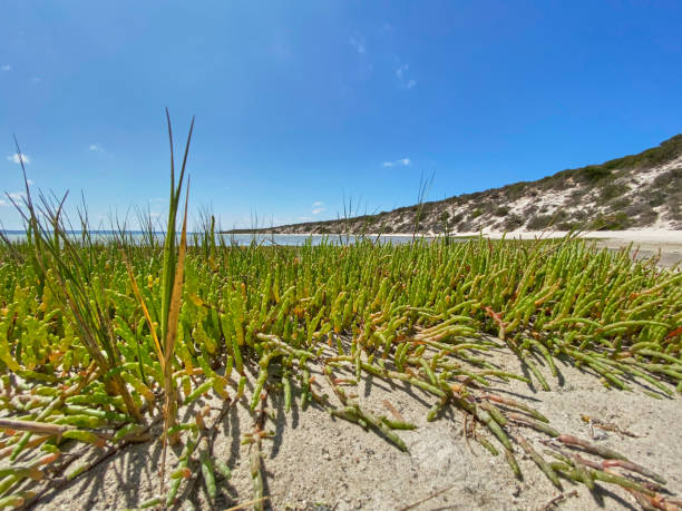 랑게반 라군 웨스트 코스트 국립공원의 해변과 해안의 바위, 해변 앞의 푸른 물 - saltwater flats coastal feature landscape national park 뉴스 사진 이미지