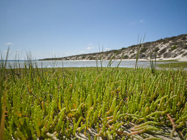 playa en langebaan laguna west coast parque nacional con rocas en la costa y agua azul en frente de la playa - saltwater flats coastal feature landscape national park fotografías e imágenes de stock