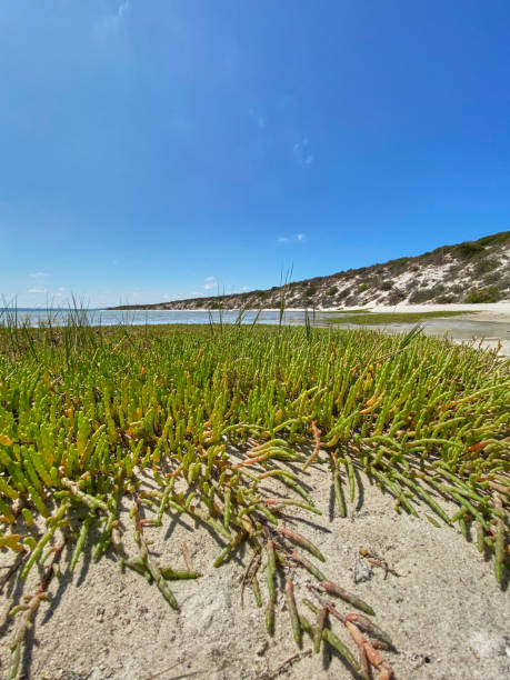 playa en langebaan laguna west coast parque nacional con rocas en la costa y agua azul en frente de la playa - saltwater flats coastal feature landscape national park fotografías e imágenes de stock