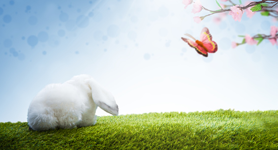 Easter Bunny on Fresh Grass, Apple Tree Branches and Butterfly