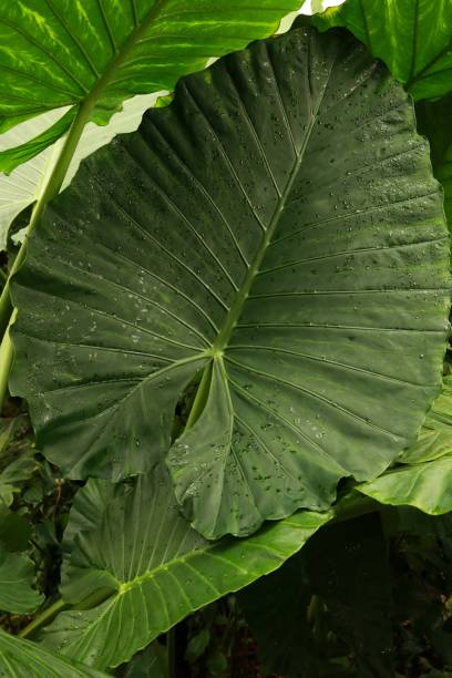 istock huge green leaves 1209872115