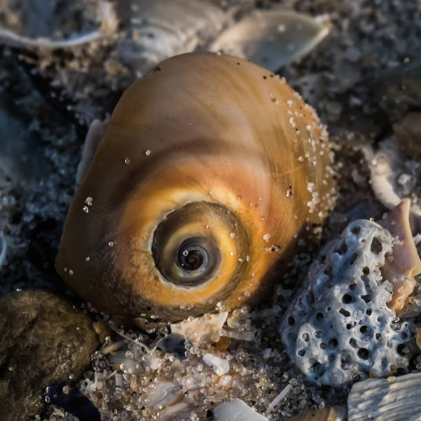 カタツムリの殻の渦巻きパターン - lbi ストックフォトと画像