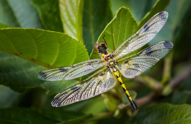 Beautiful yellow dragonfly rests on a leaf stock photo
