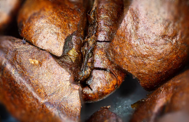 macro photography of a coffee bean