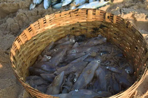 Photo of fish captured from ocean and kept in a basket