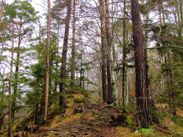istock scots pine and european beech forest 1209873755