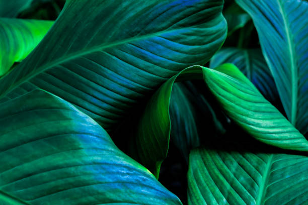 istock green leaves for background and wallpaper 1209873844