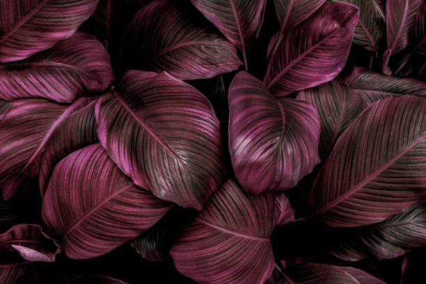 istock green leaves for background and wallpaper 1209873846