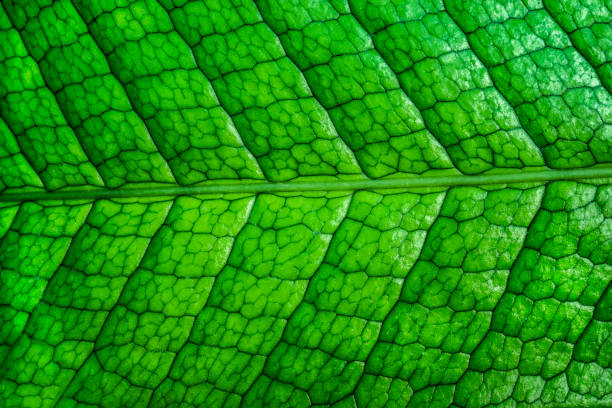 istock green leaves for background and wallpaper 1209873847