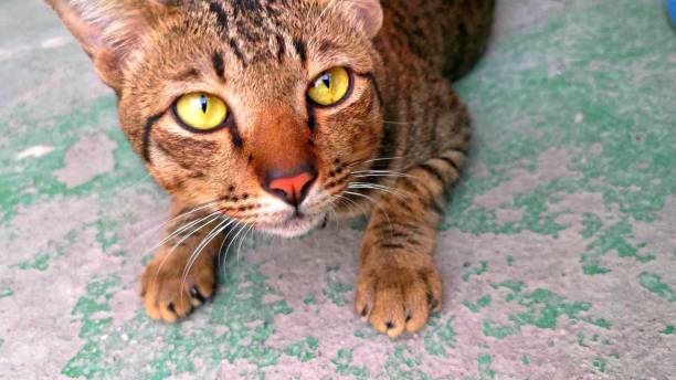 istock Look of a stripped cat 1209873945