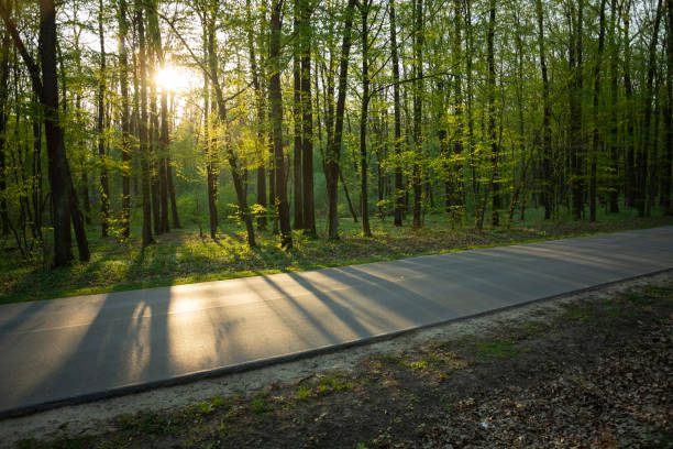istock Asphalt road and sun in the green forest, spring view 1209875458