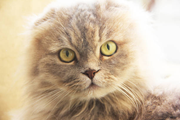 istock Beautiful cat close up. Cat looking at the camera 1209876358