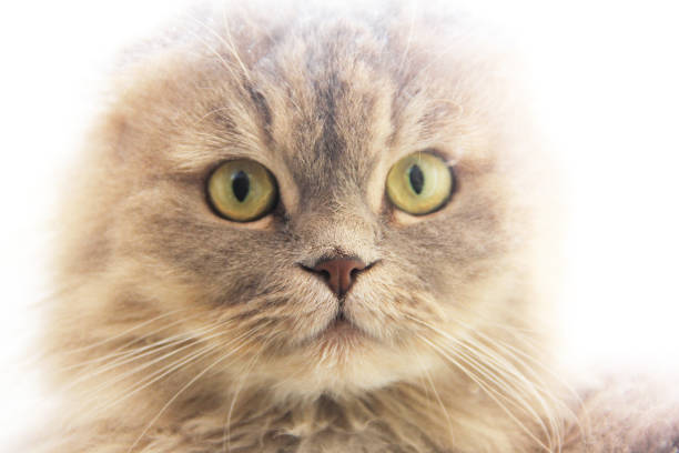 A portrait of a beautiful white and gray long hair cat.