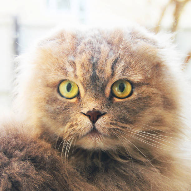 istock Beautiful cat near the window. Cat looking at the camera 1209876569