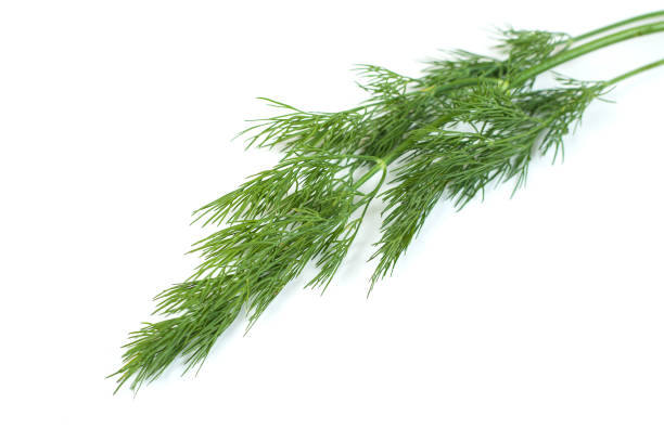 istock Fresh green dill twig on white background 1209877032