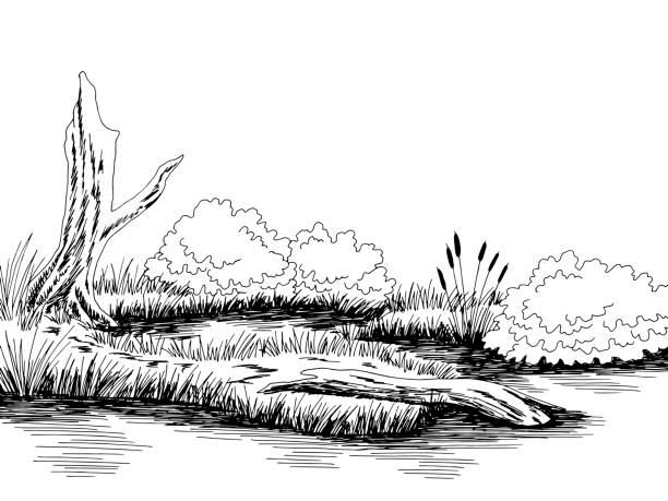 ilustrações de stock, clip art, desenhos animados e ícones de bog swamp graphic black white landscape sketch illustration vector - bog