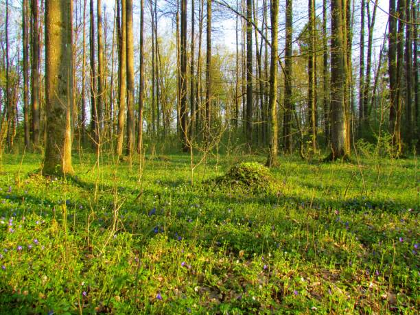 istock Bright sun lit european hornbeam and sessile oak forest 1209878748