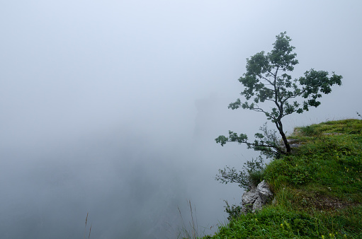 bush on the edge of the ravine among the fog horizontal