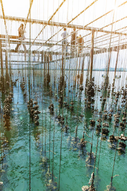 Freshly harvested, delicious and fresh oysters, on ice at the fish market counter.