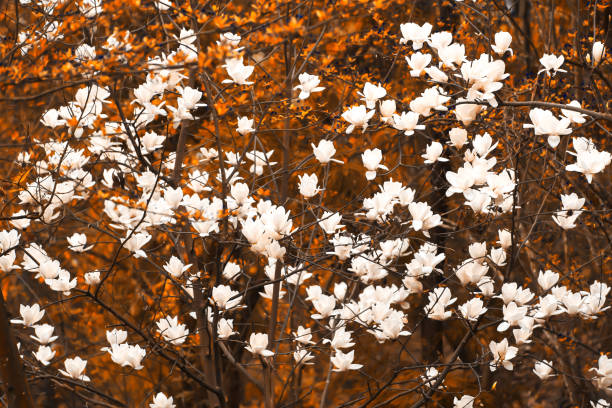 flores brancas florescendo na floresta da primavera. - sweet magnolia tree blossom white - fotografias e filmes do acervo