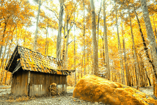 A secluded old wooden cabin in an autumn forest, beautiful colors shade of leaves in season specific. Focus on cabin.