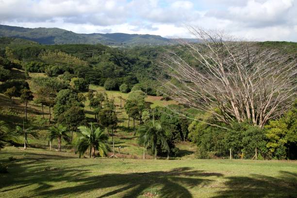 istock Lavilleon Natural Forest, Chamarel, Mauritius, Indian Ocean, Africa 1209881170