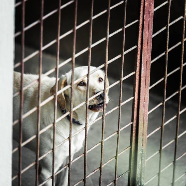 istock Dog locked in a cage 1209881793