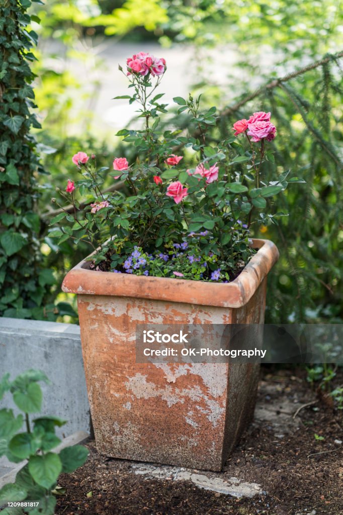 Rose Flower Pot Flower decoration in a private garden Rose - Flower Stock Photo