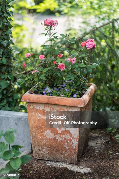 Rose Flower Pot Stock Photo - Download Image Now - Rose - Flower, Flower Pot, Yard - Grounds