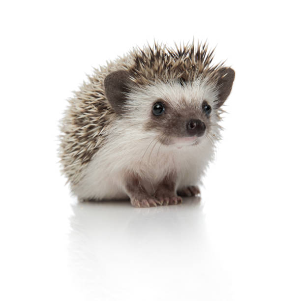 istock african hedgehog sitting and looking away pensive 1209882389