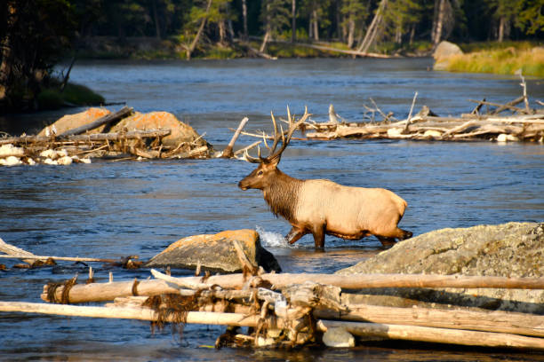 istock Elk crossing the Madison River 1209882399
