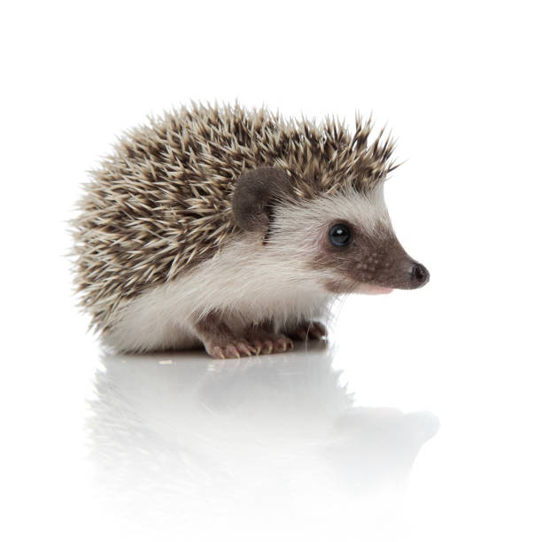 istock african hedgehog sitting and looking ahead distracted 1209882436