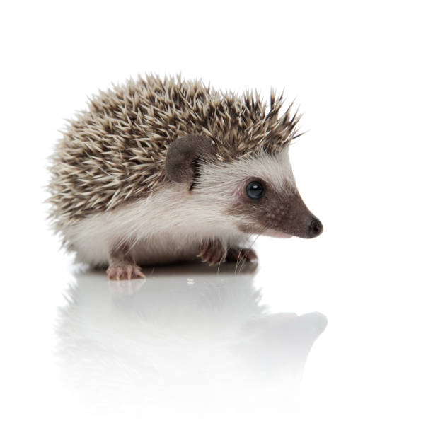 istock african hedgehog sitting and looking ahead happy 1209882499