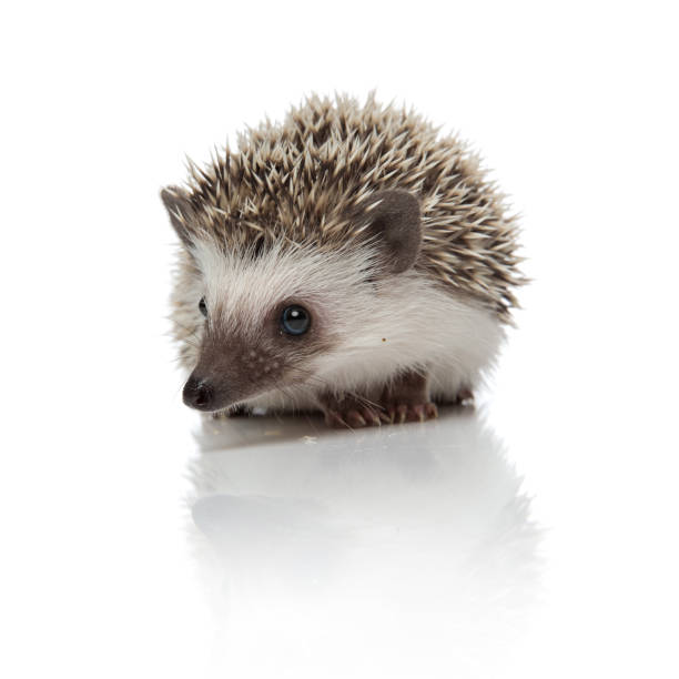 istock african hedgehog sitting and looking at camera alert 1209882526