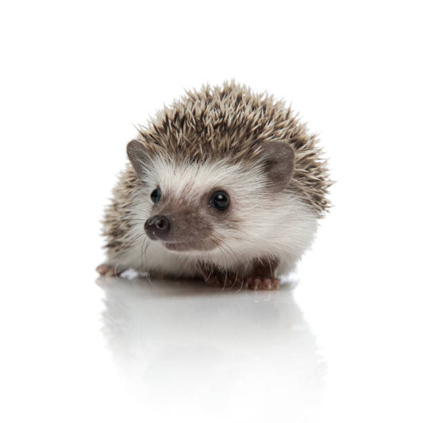 istock african hedgehog sitting and looking away distracted 1209882532