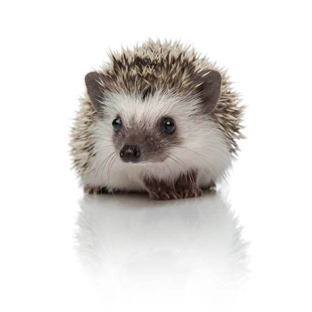 istock african hedgehog sitting and looking away curious 1209883041