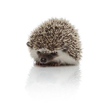 small african hedgehog with spiky fur sitting and looking down upset on white studio background