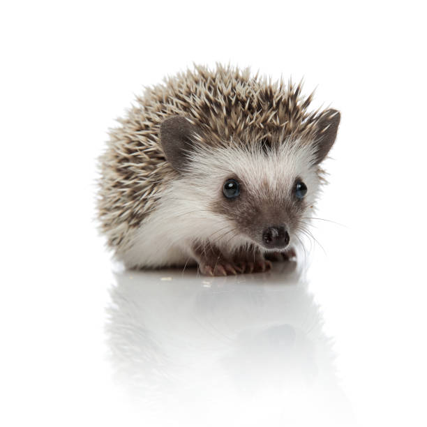istock african hedgehog sitting and looking at camera bored 1209883078