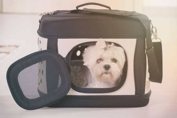 istock Dog sitting in his transporter 1209883908