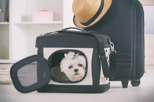 istock Dog sitting in his transporter 1209883979
