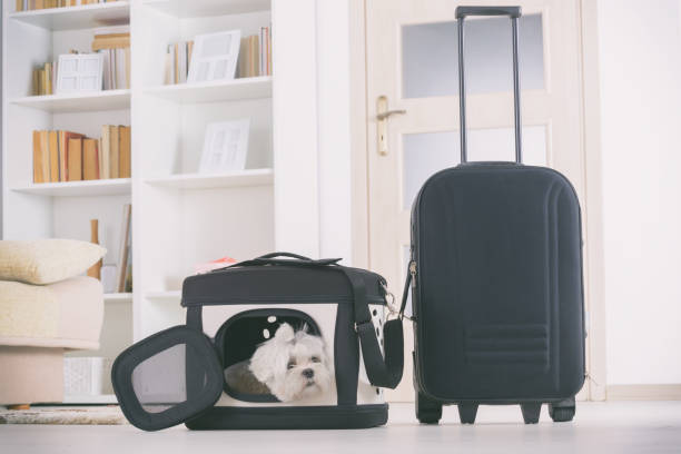 istock Dog sitting in his transporter 1209884008
