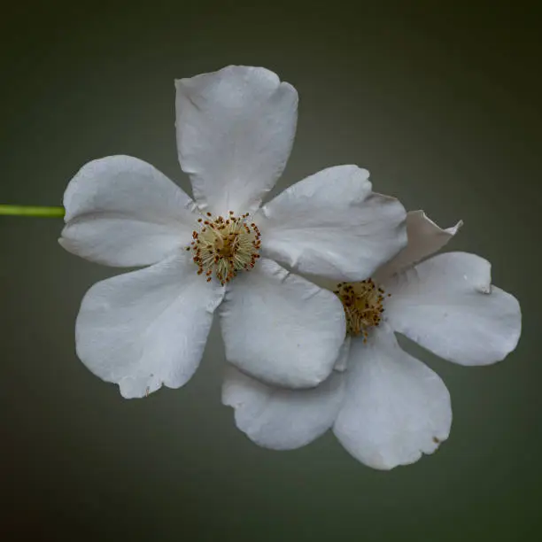 White California wild roses (Rosa californica) in nature, viewed from above, with rain drops
