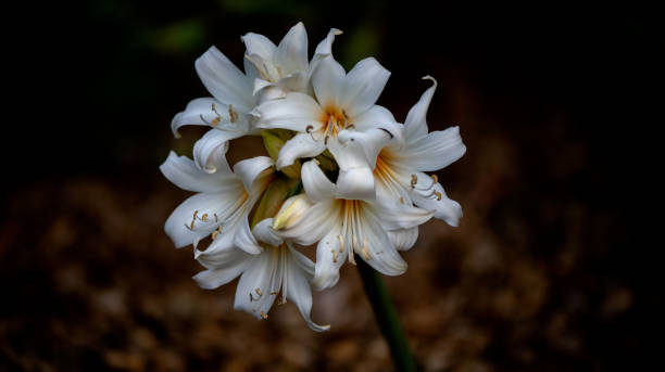 Oriental Lily bulbs, Casablanca, in nature