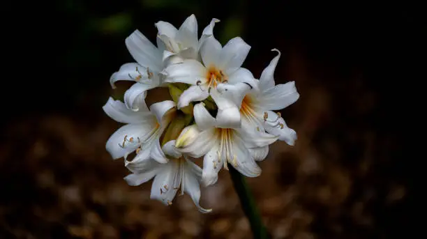 Selective focus and close-up view of Oriental Lily bulbs, Casablanca in nature, centered, with copy space, the background is brown, side top view