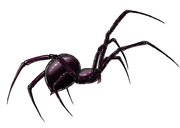 istock black spider hand drawing. line art illustration. isolated on white background. tattoo design. Isometric of spider icon for web design. 1209885949