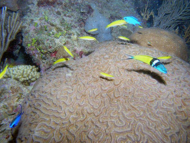 Free picture: bluehead, wrasse, fish, thalassoma, bifasciatum