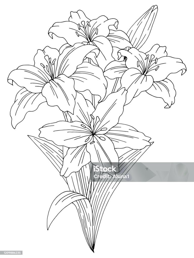 Lily Flower Bouquet Graphic Black White Isolated Sketch Illustration ...