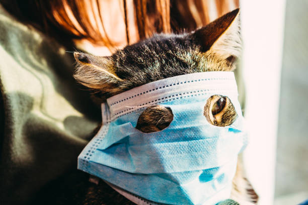 istock Virus. Cat in a protective gauze bandage from viral diseases. 1209886367