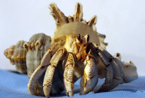 istock Land Hermit Crab Coenobita variabilis 1209886480
